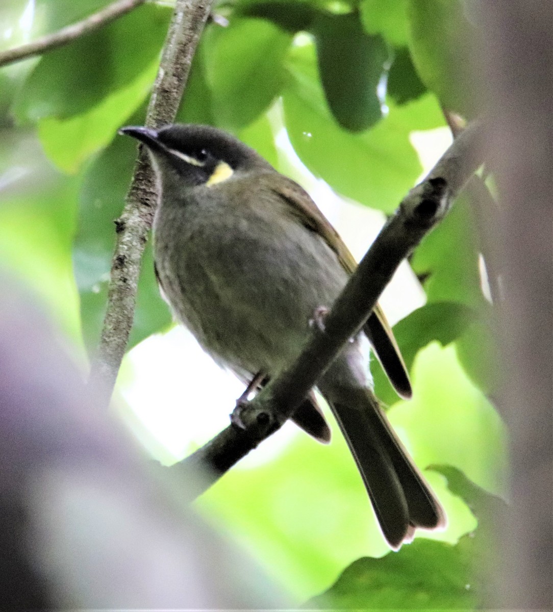 Lewin's Honeyeater - ML167774961