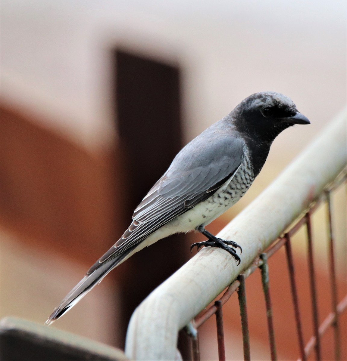 White-bellied Cuckooshrike - ML167774991