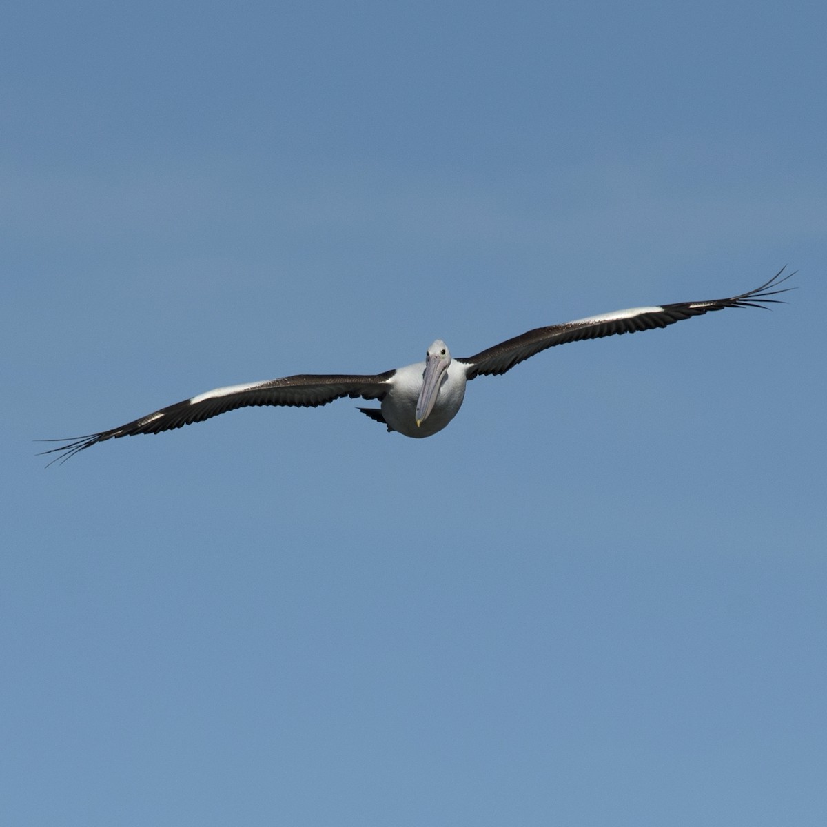 Australian Pelican - Dan Forster