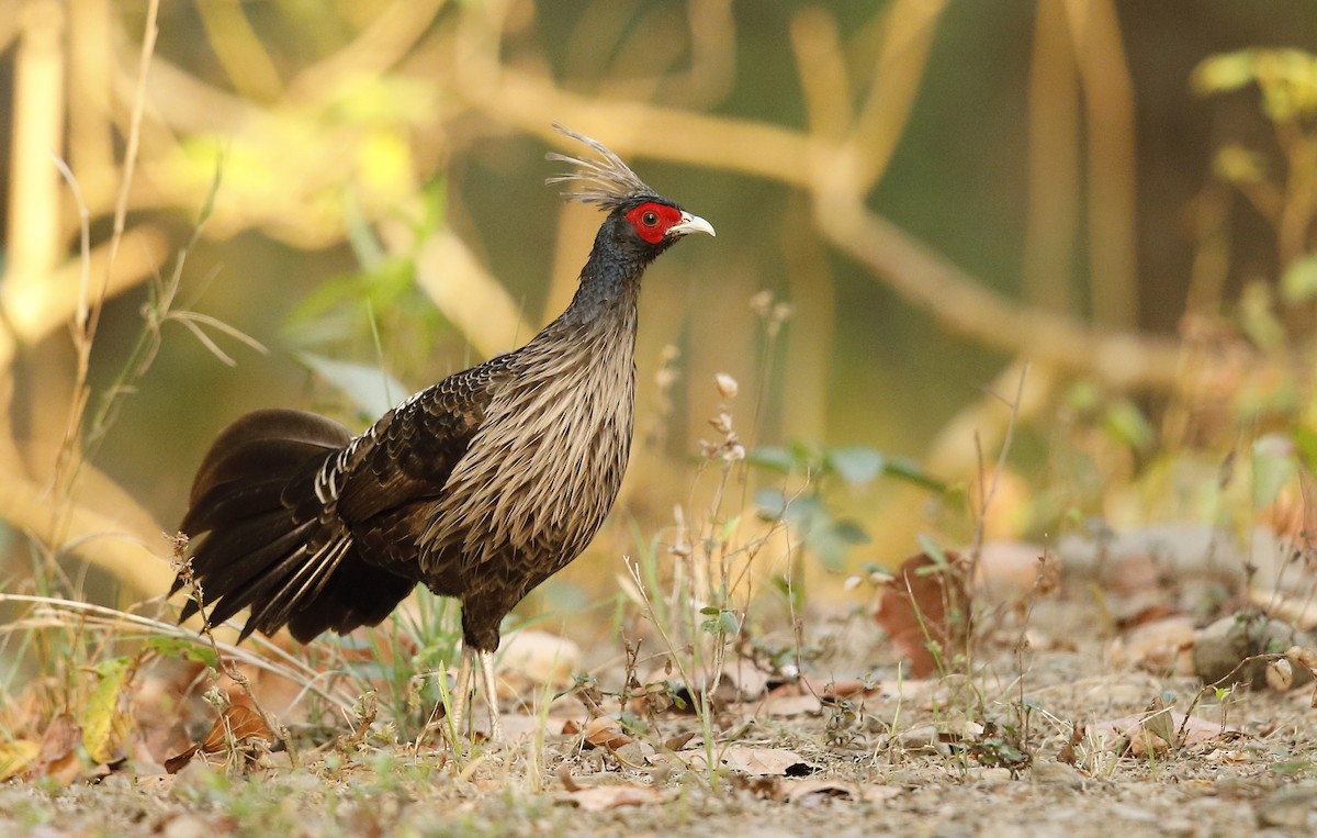 Kalij Pheasant - Vinit Bajpai