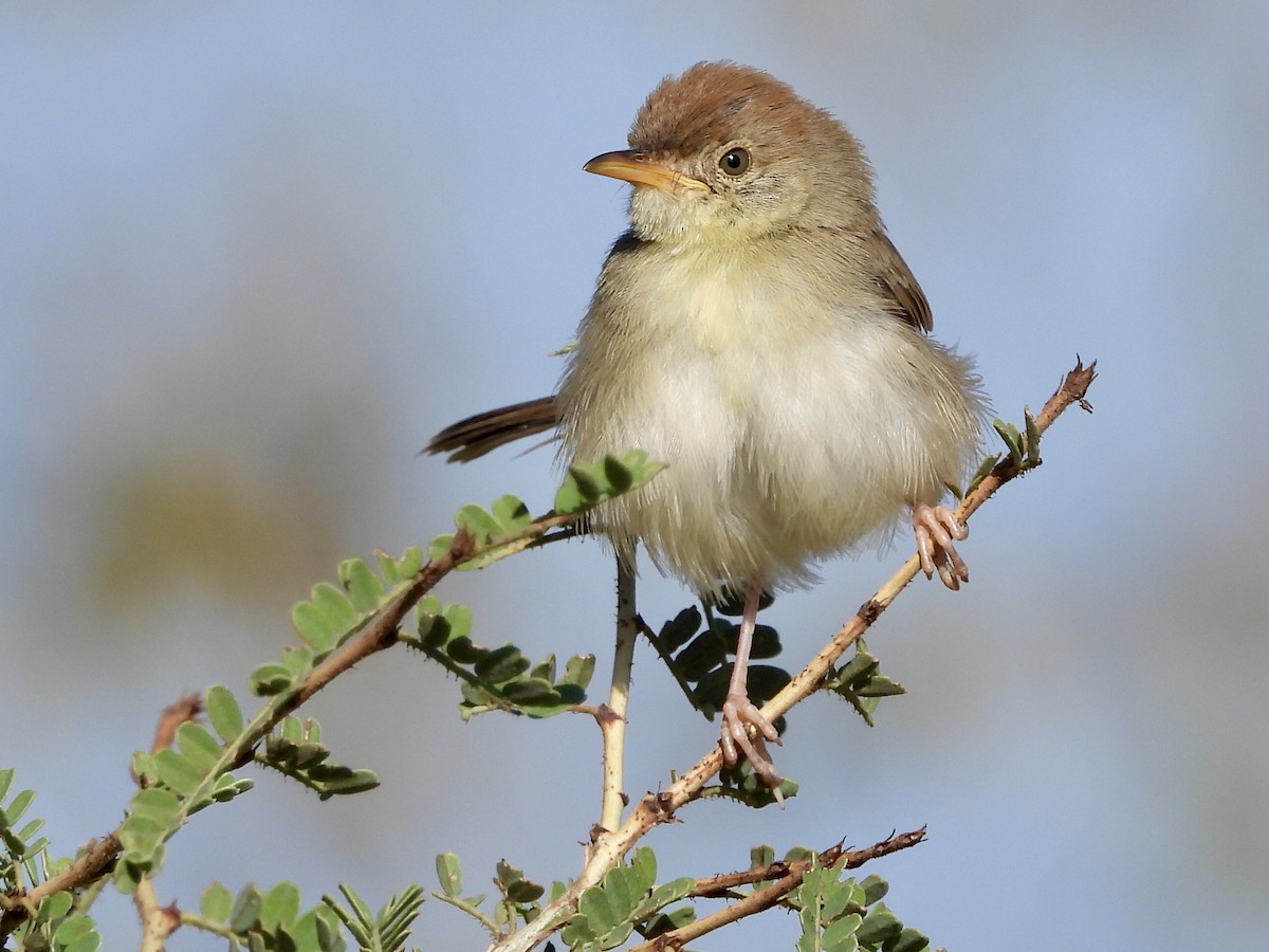 Tabora Cisticola - GARY DOUGLAS