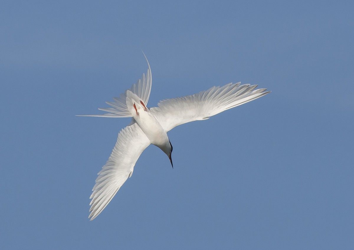 Roseate Tern - Ronnie d'Entremont
