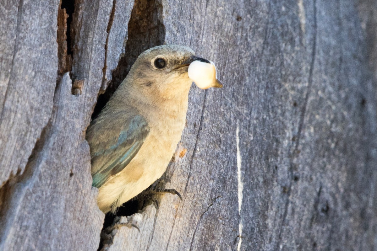 Mountain Bluebird - ML167777311