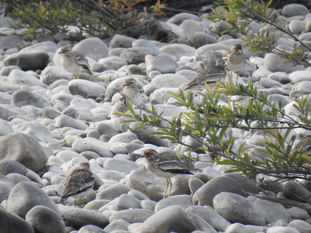 Indian Thick-knee - ML167778381