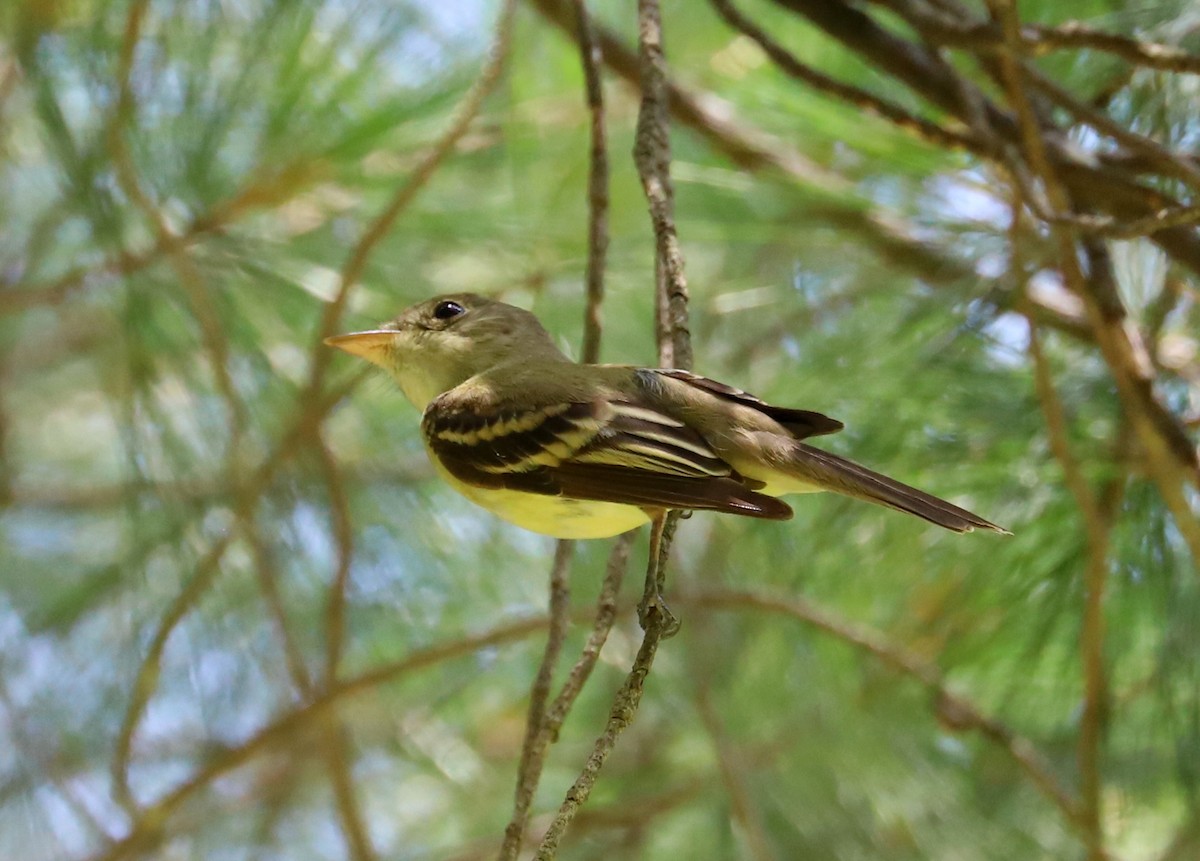 Acadian Flycatcher - Debra Rittelmann