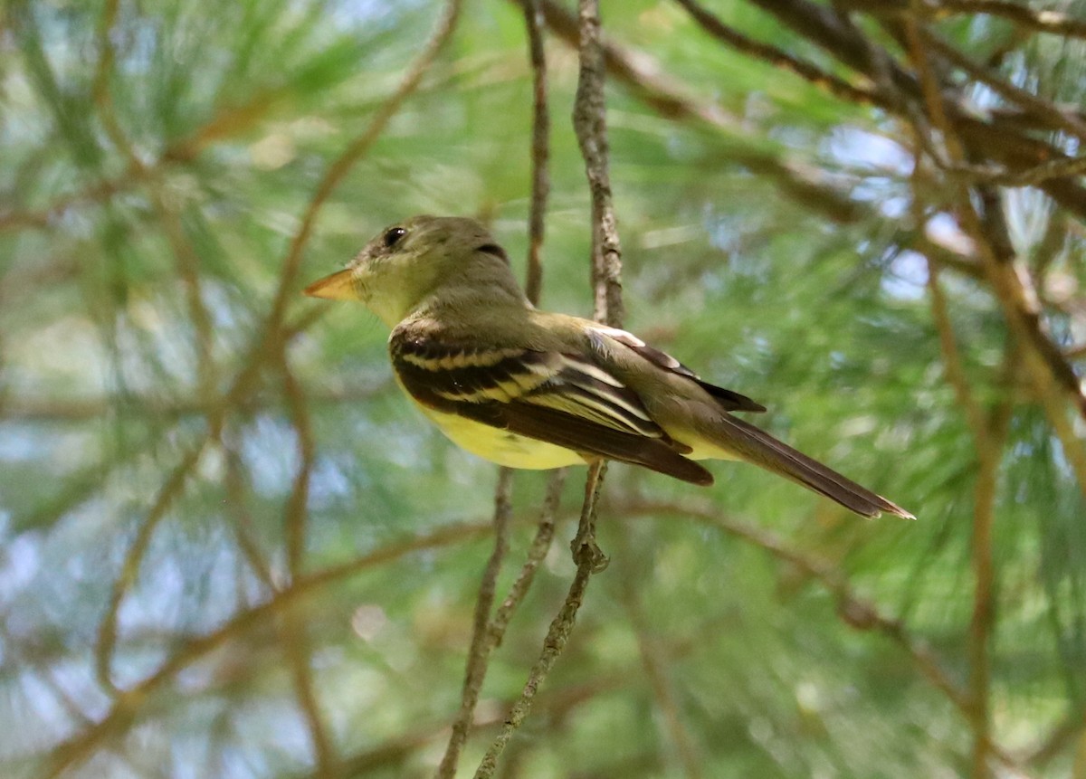 Acadian Flycatcher - Debra Rittelmann