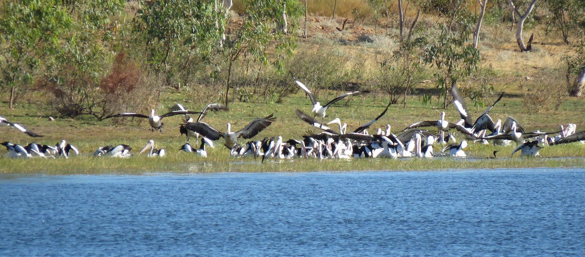 Australian Pelican - ML167779911