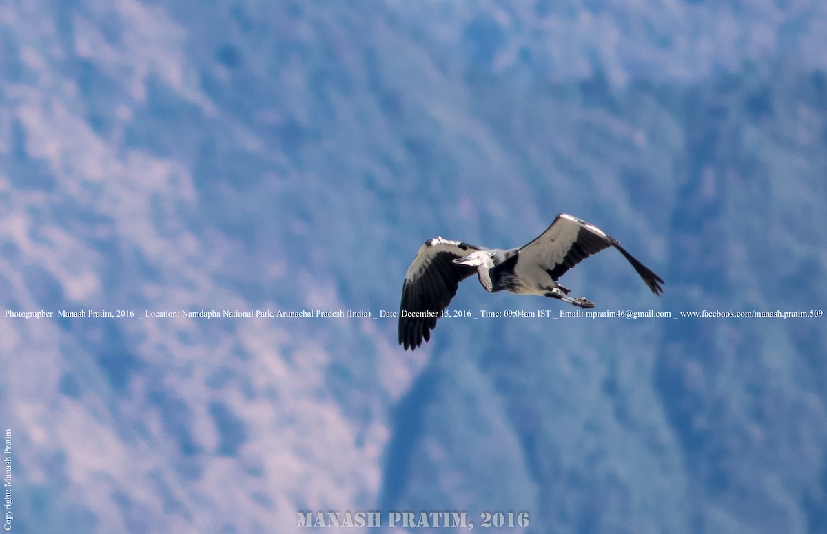 White-bellied Heron - ML167780831