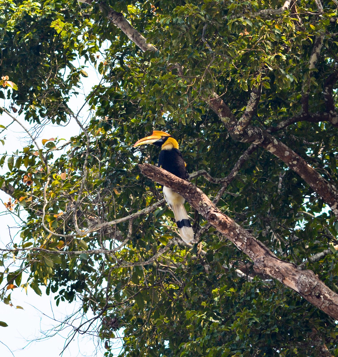 Great Hornbill - ML167780891