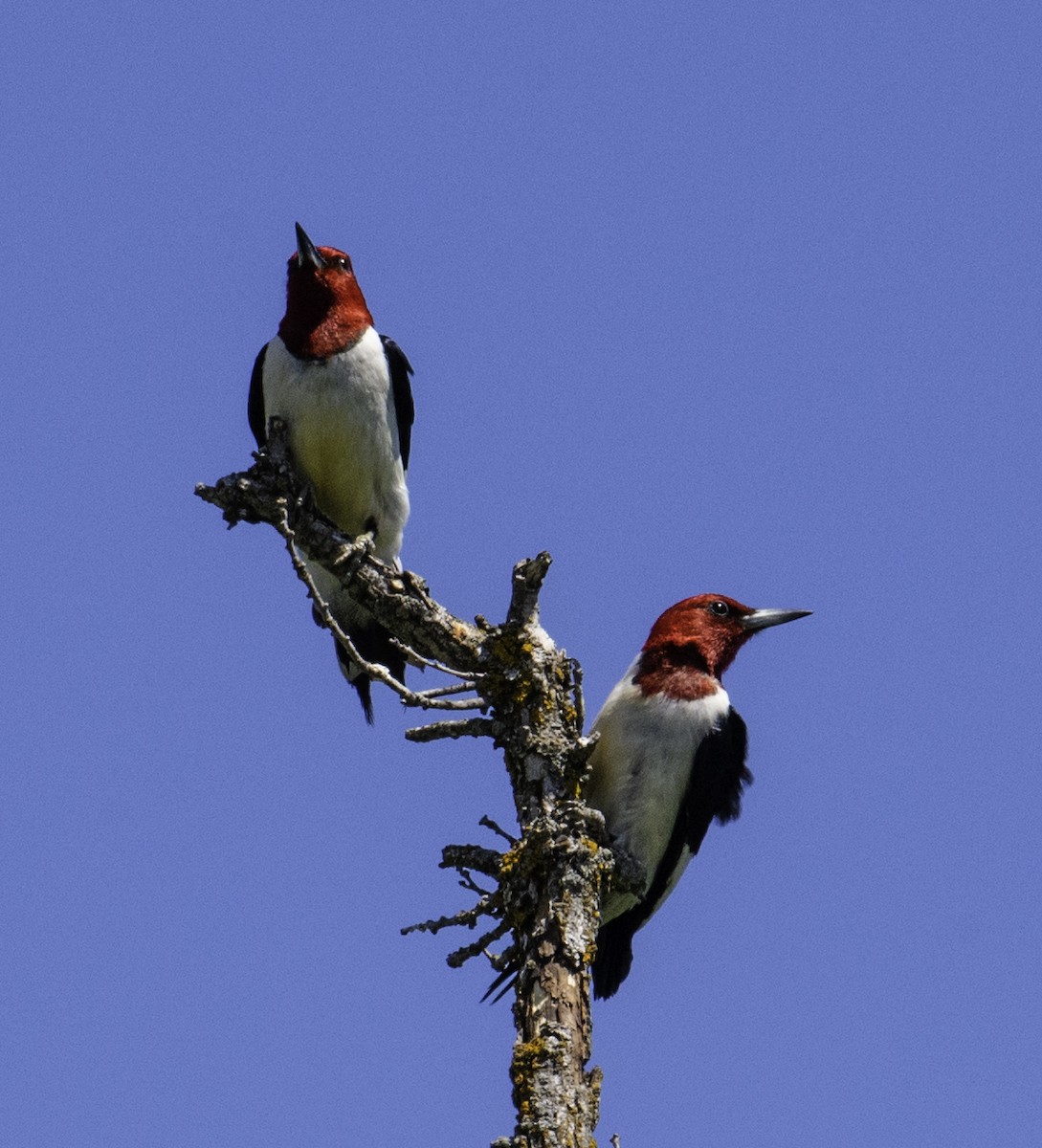 Red-headed Woodpecker - ML167781181