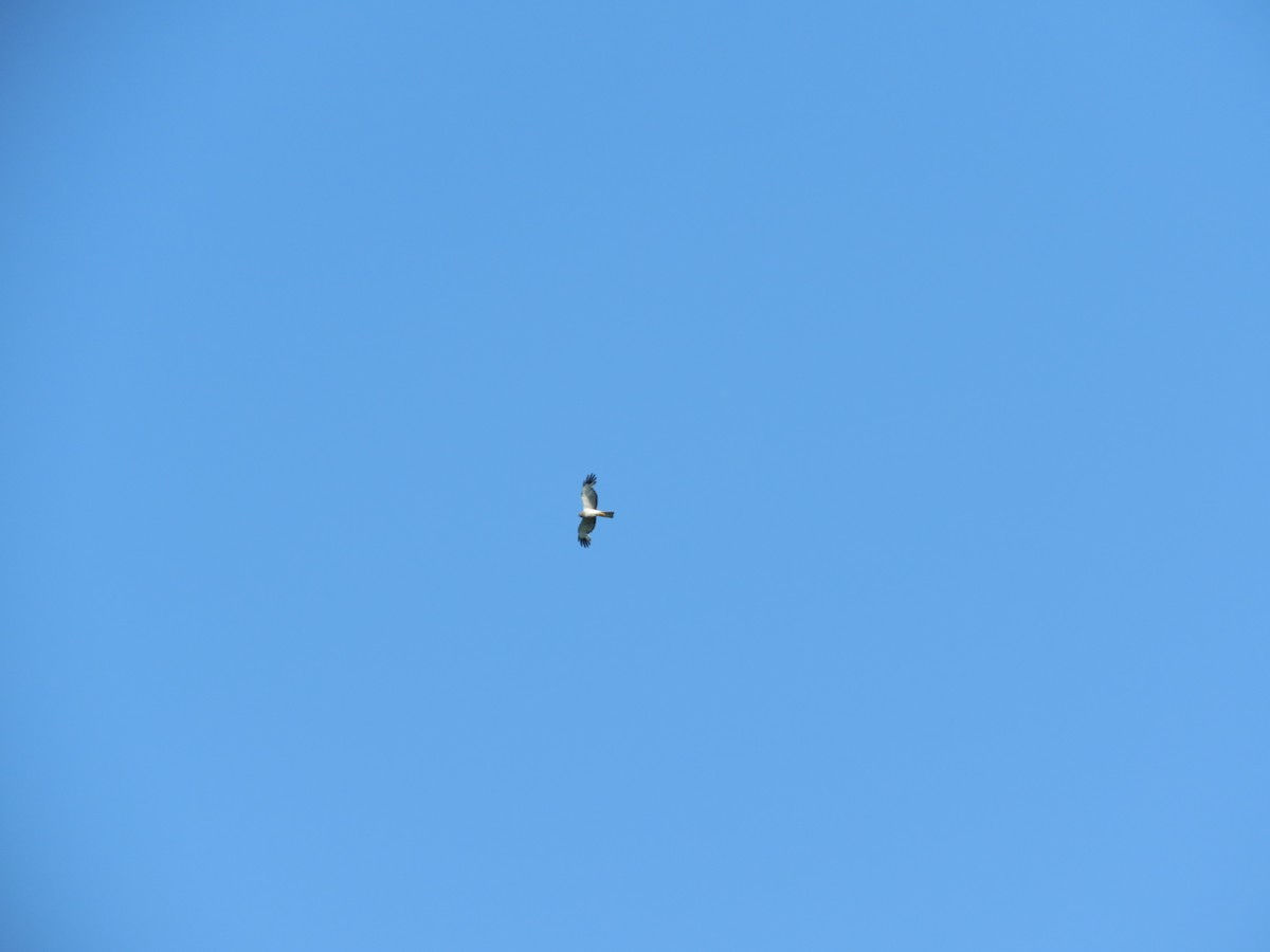 Northern Harrier - ML167781291