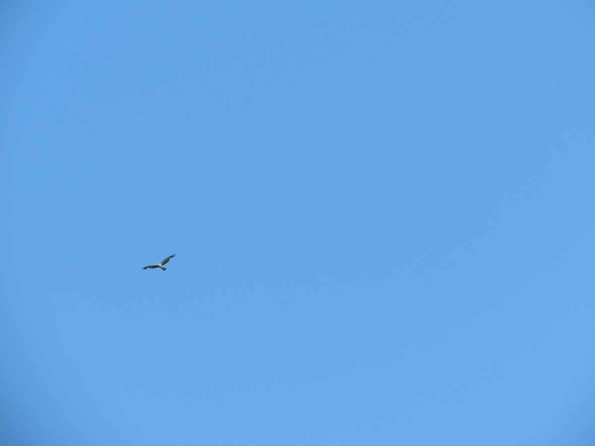 Northern Harrier - ML167781301