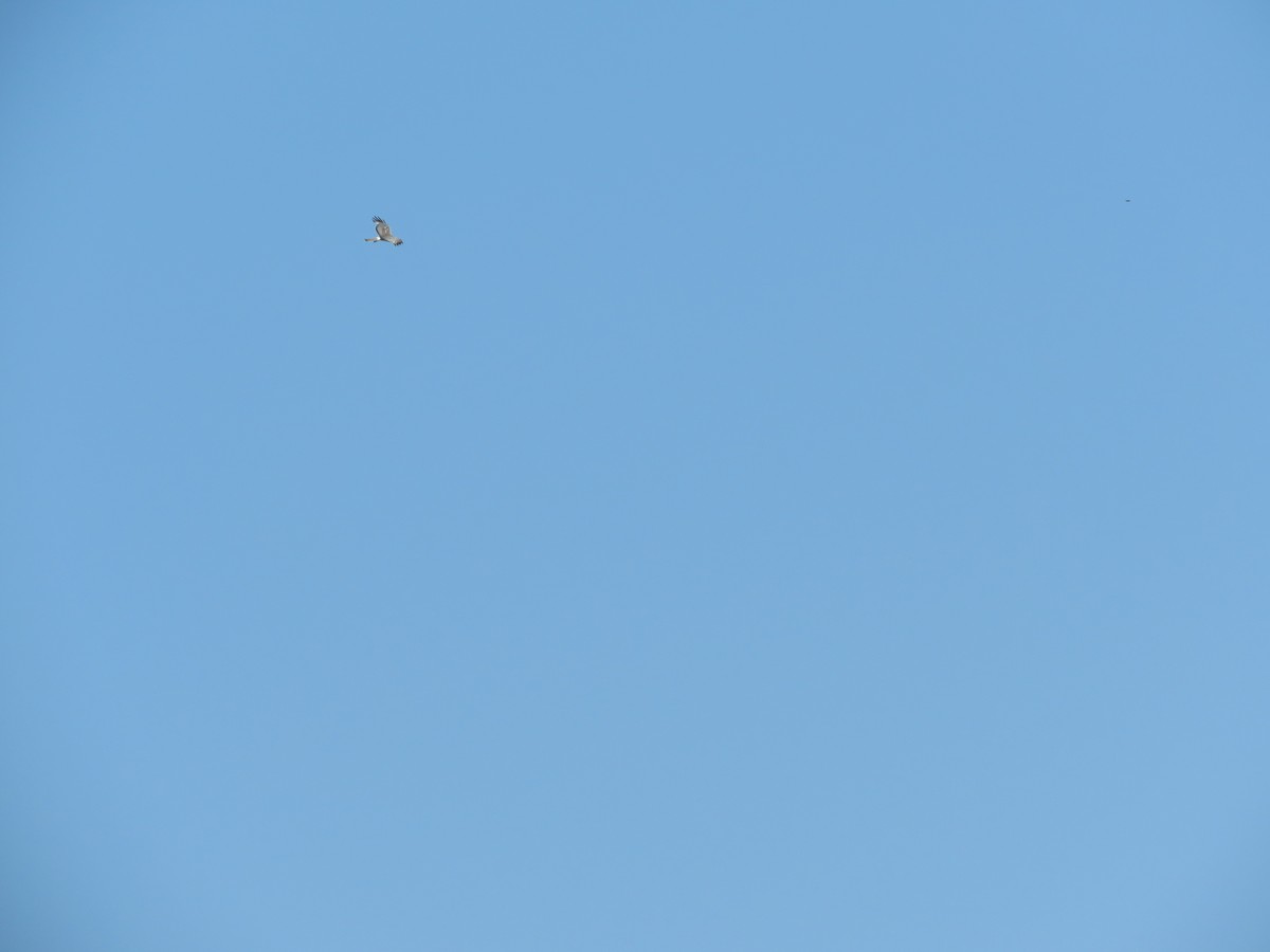 Northern Harrier - ML167781311