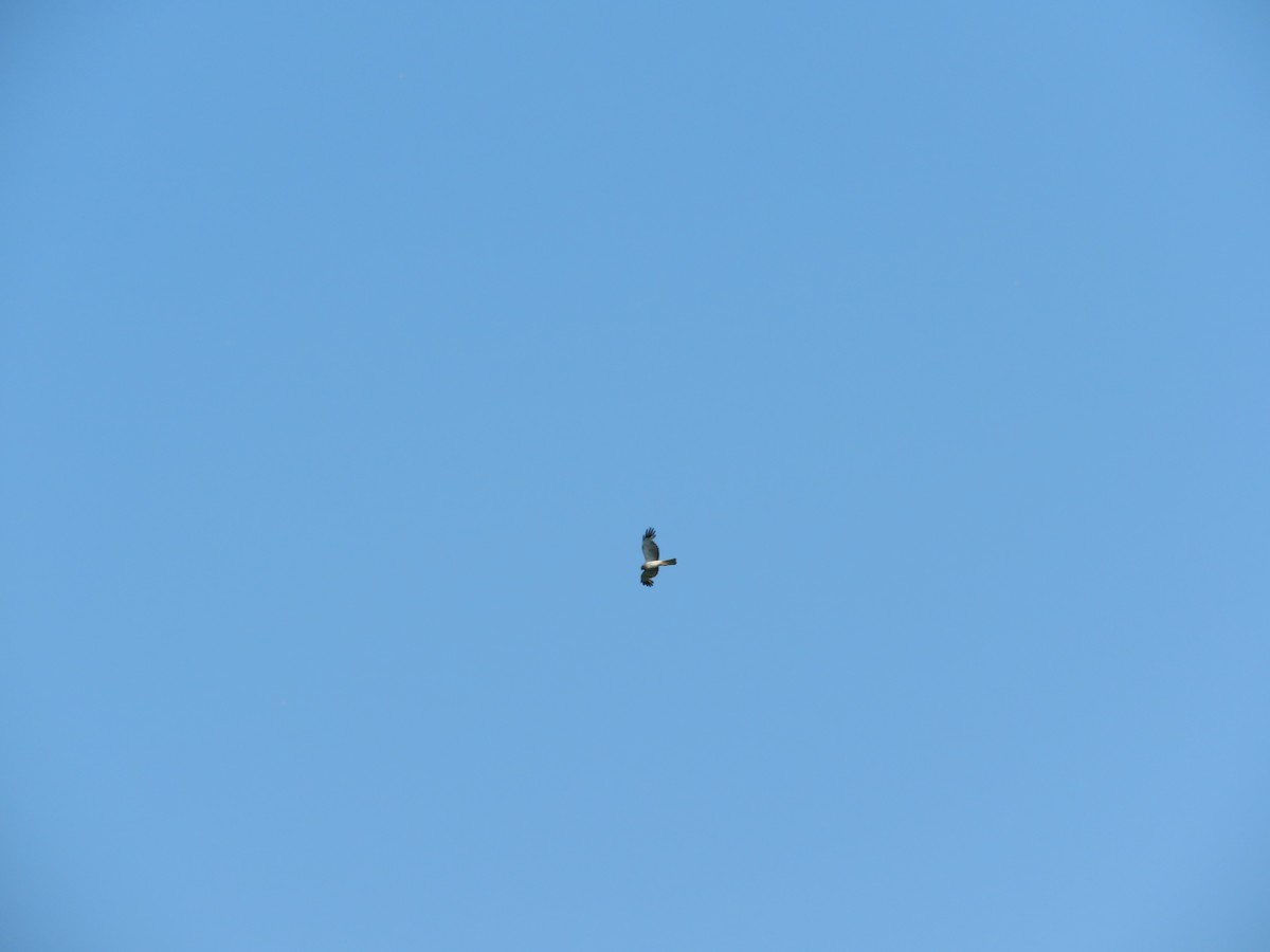 Northern Harrier - ML167781321