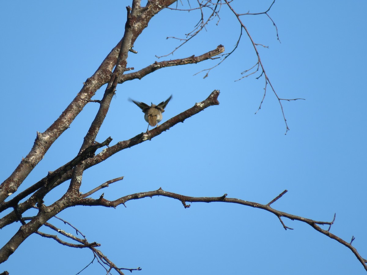 Swainson's Thrush - ML167781351