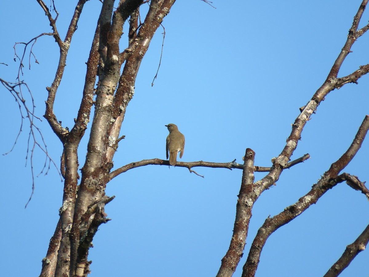 Swainson's Thrush - ML167781361