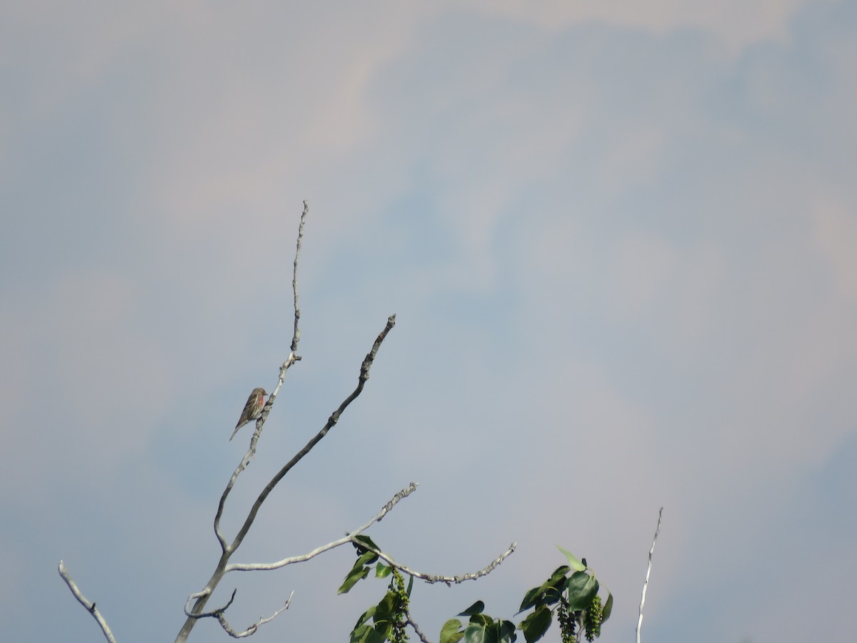 Common Redpoll - ML167781391