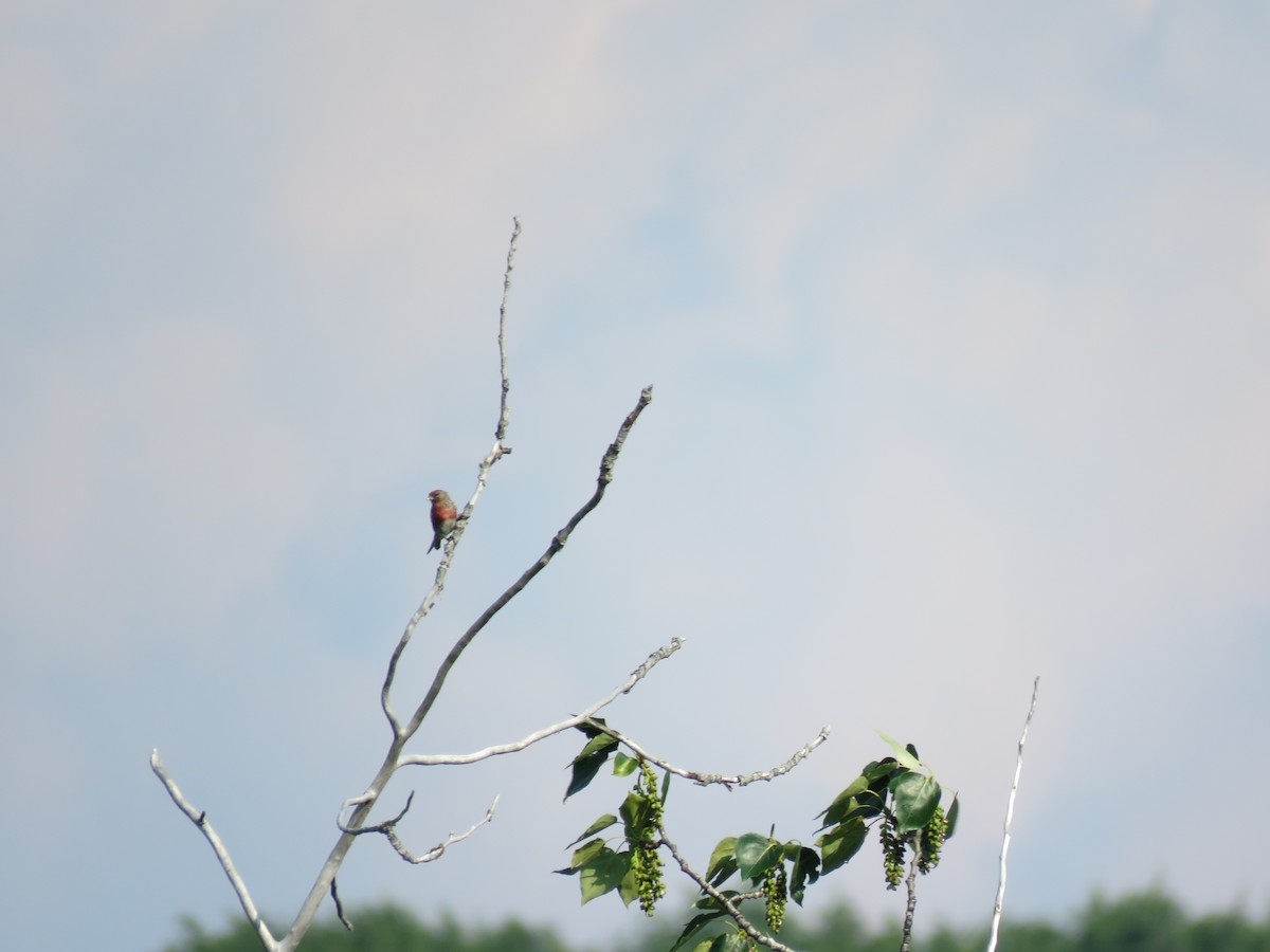 Common Redpoll - ML167781401