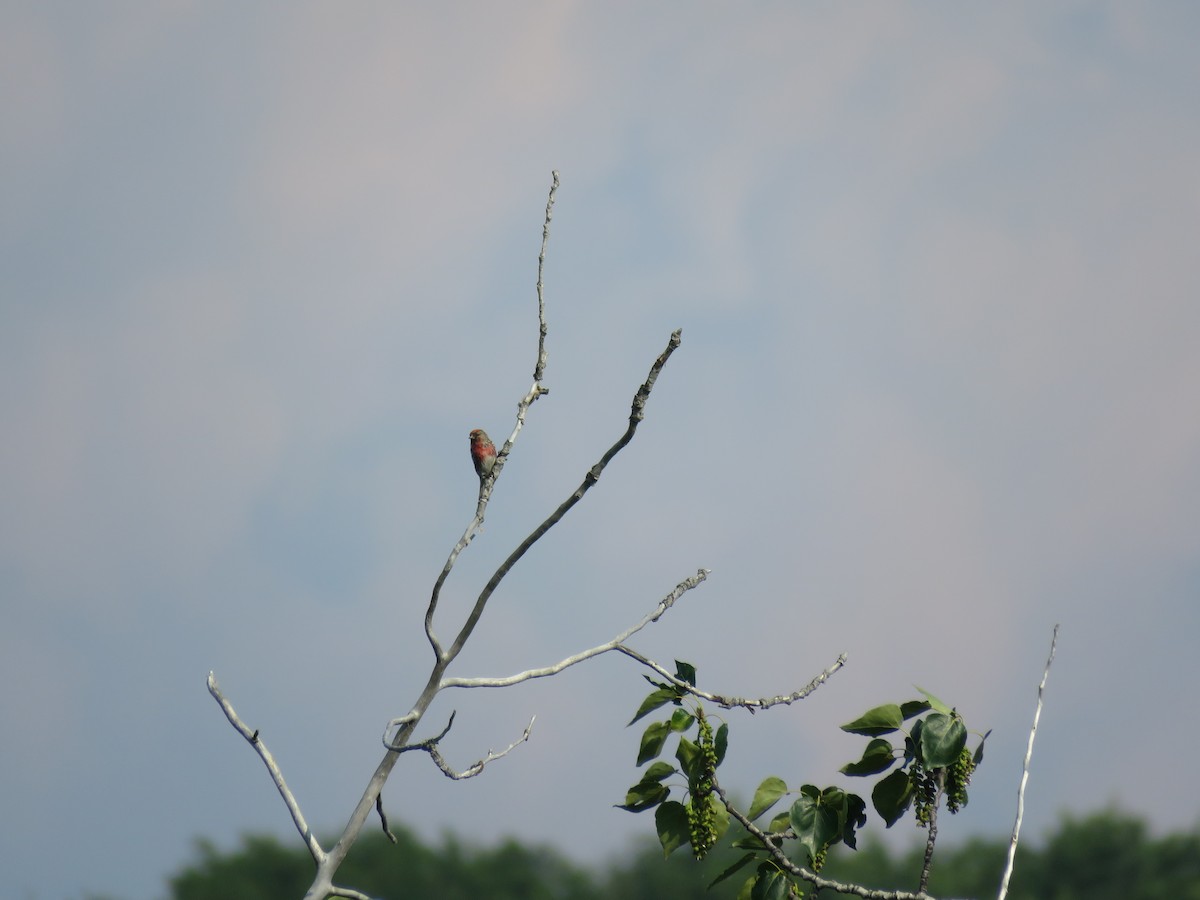 Common Redpoll - ML167781411