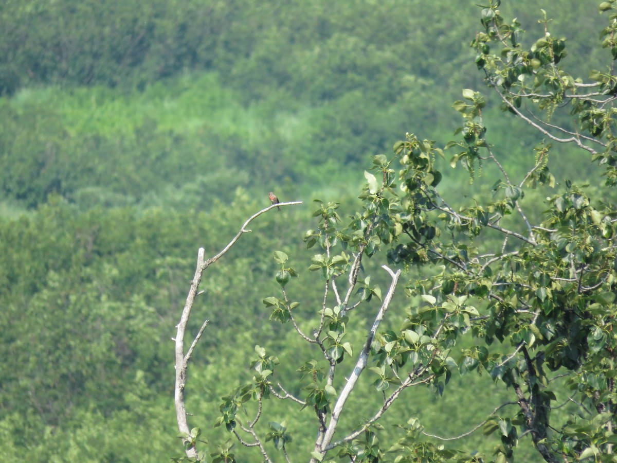 Common Redpoll - ML167781431