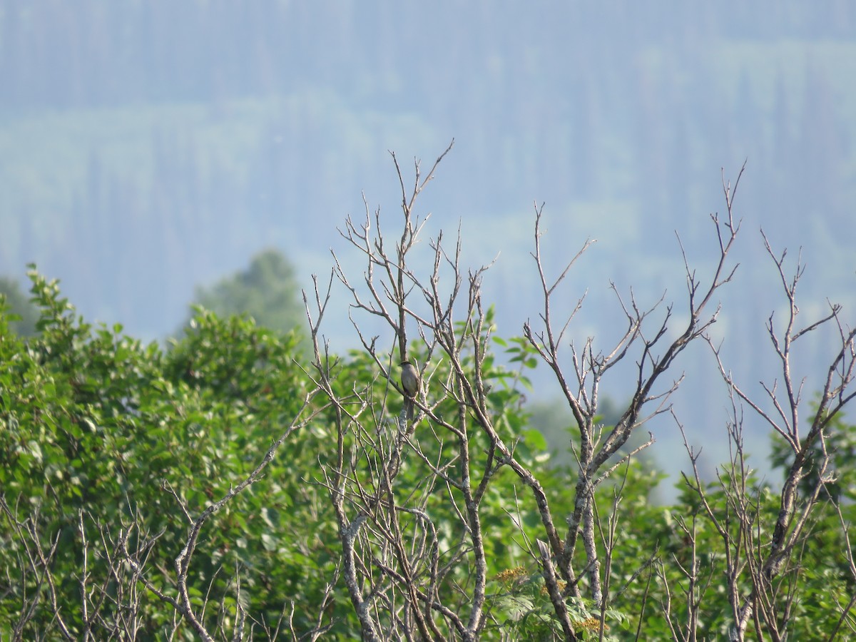 Golden-crowned Sparrow - ML167781451