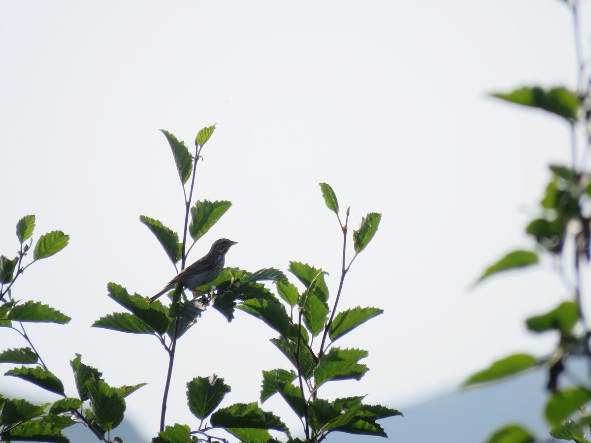 Savannah Sparrow - ML167781461