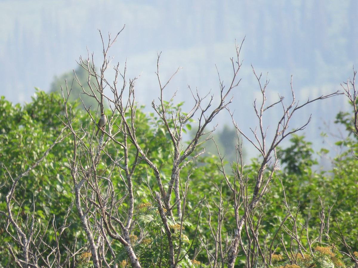 Golden-crowned Sparrow - ML167781471