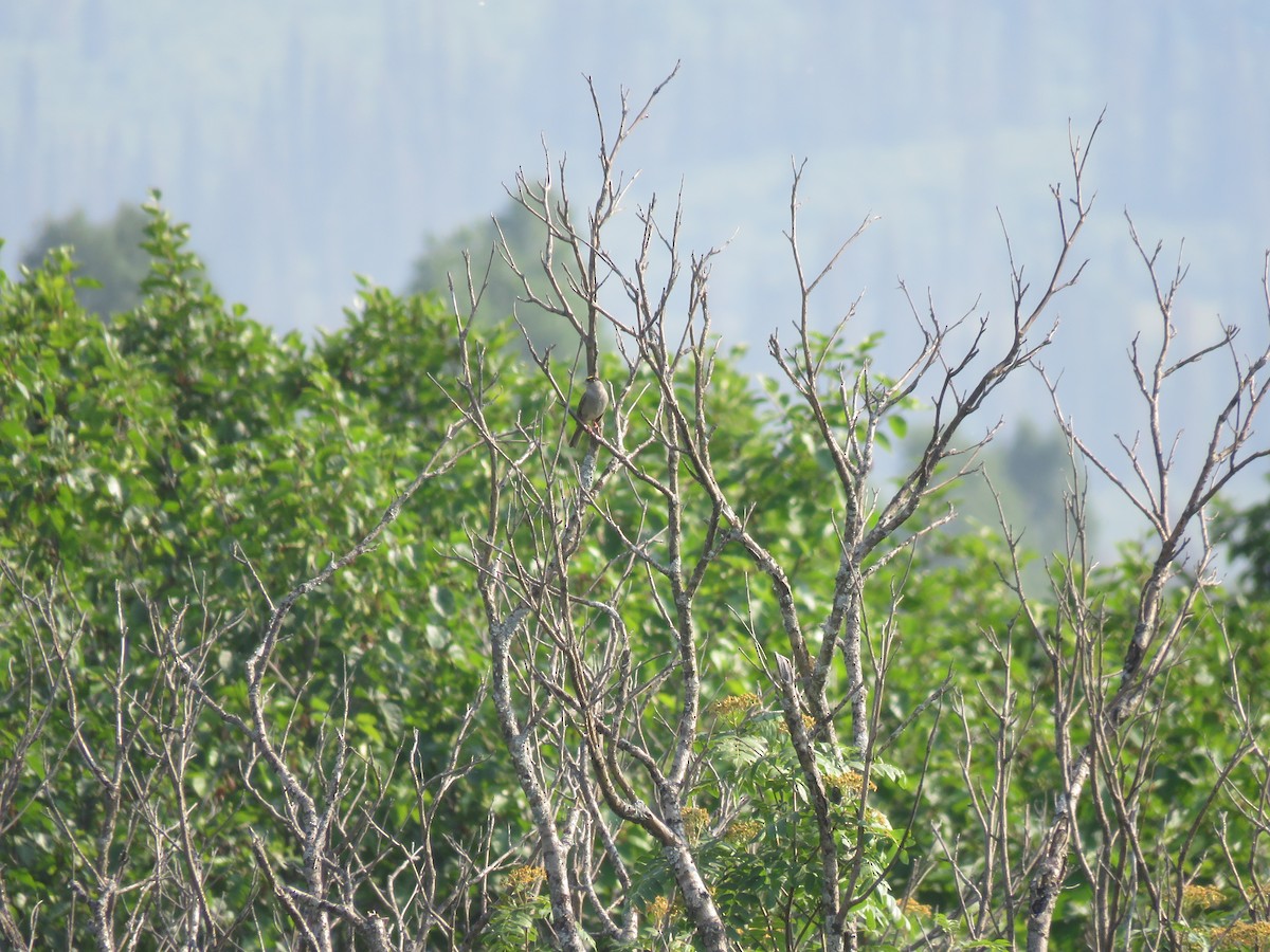 Golden-crowned Sparrow - ML167781481