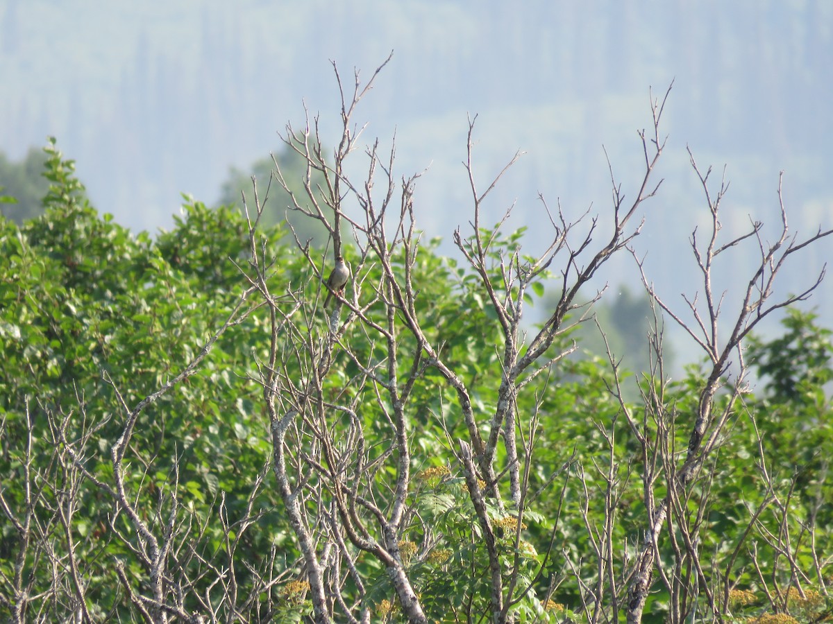 Golden-crowned Sparrow - ML167781491