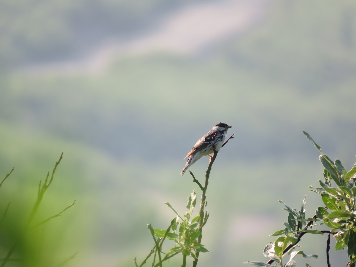 Streifenwaldsänger - ML167781501