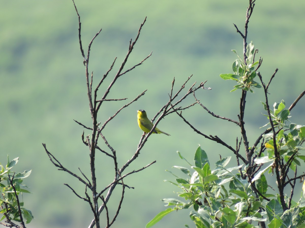 Wilson's Warbler - ML167781511