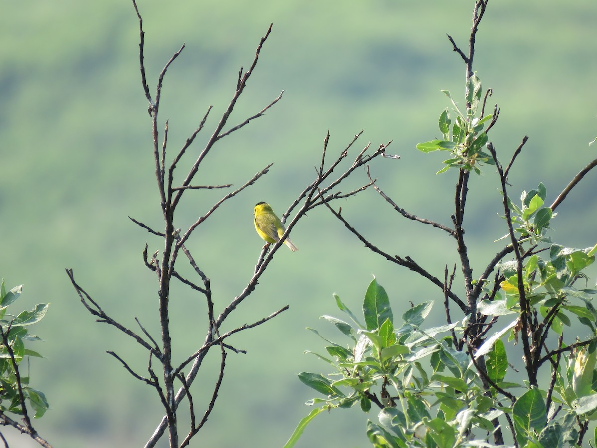 Wilson's Warbler - ML167781521