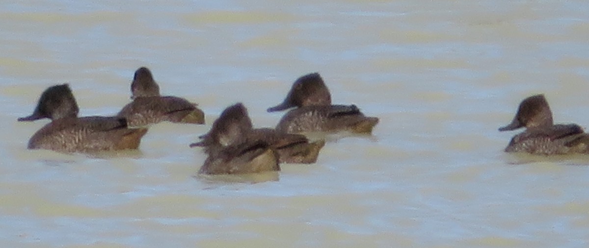 Freckled Duck - ML167782221