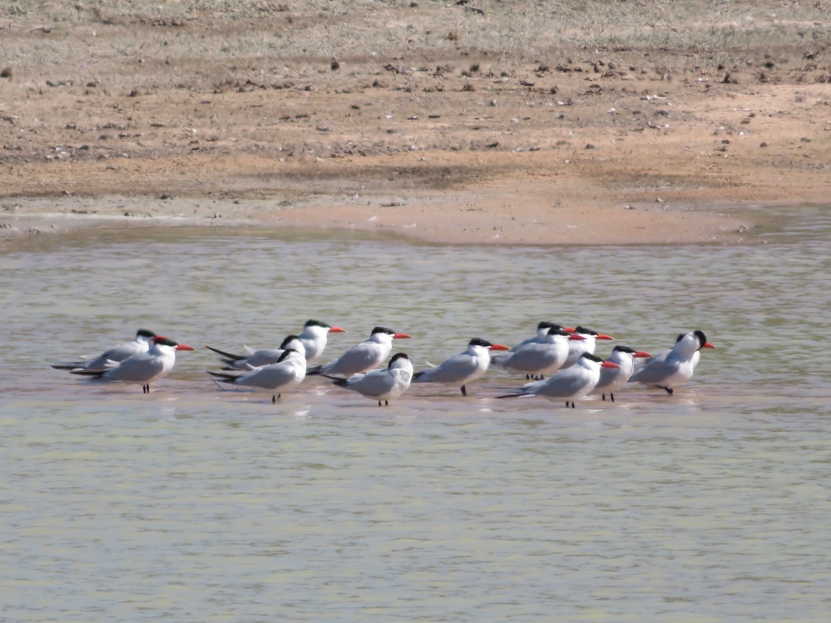 Caspian Tern - Taffy & Marella Denmark