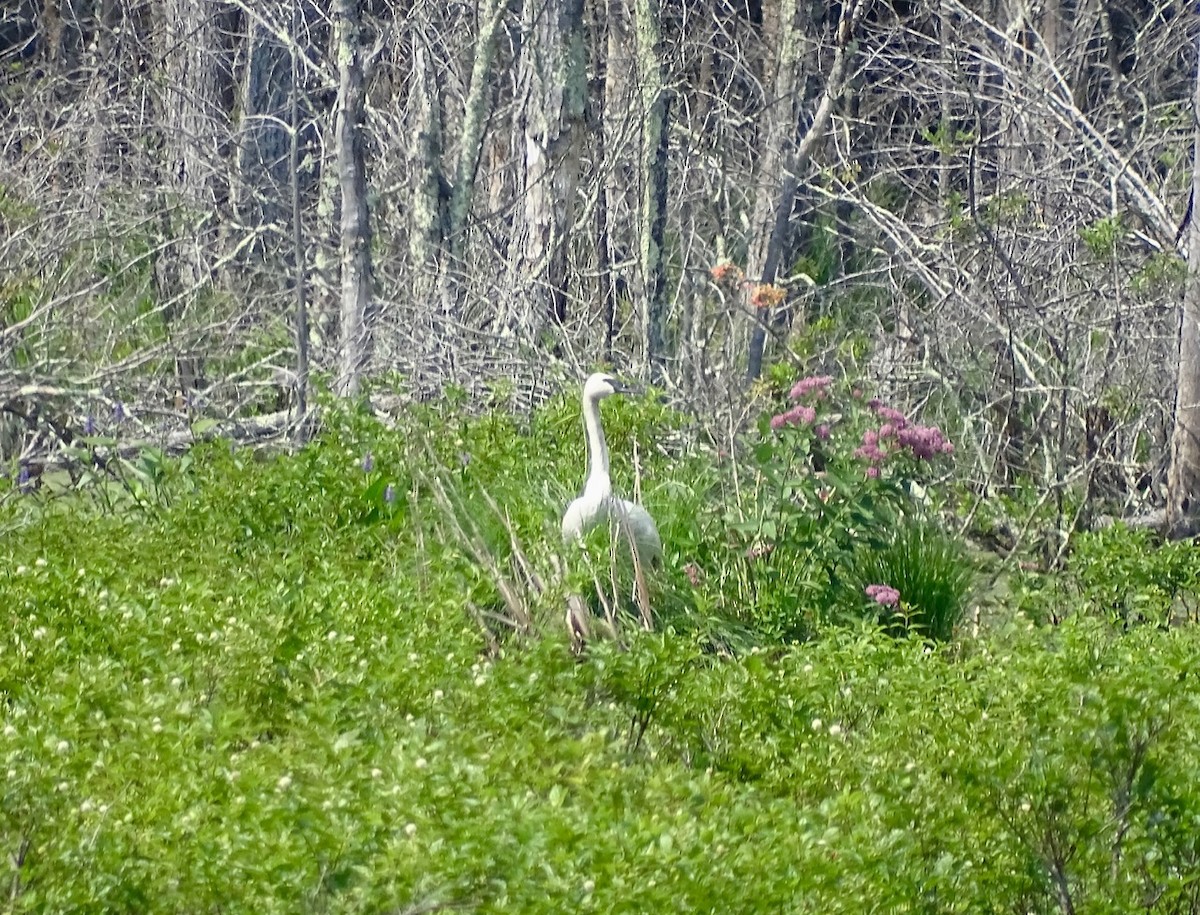 Trumpeter Swan - ML167782581