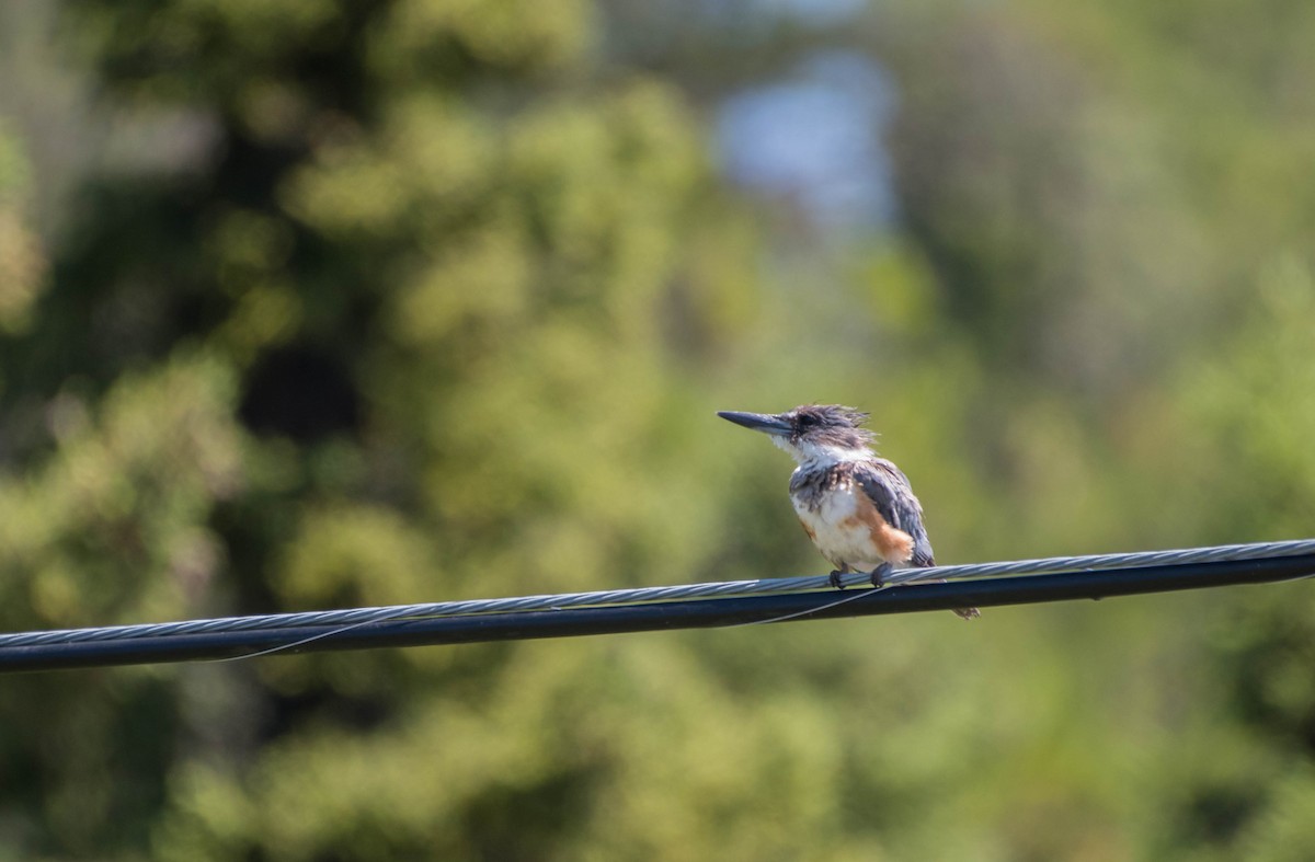 Belted Kingfisher - Annie Lavoie