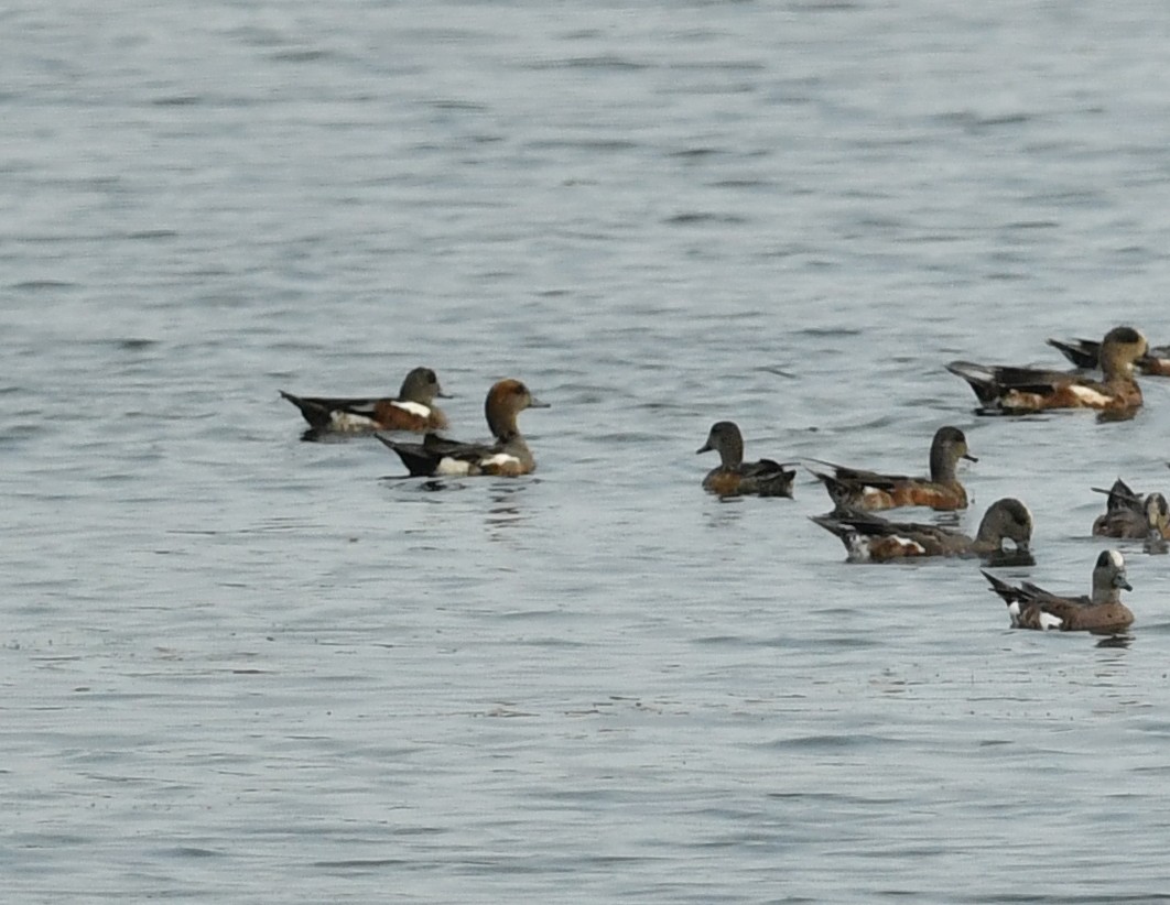 Eurasian Wigeon - Raymond Ladurantaye