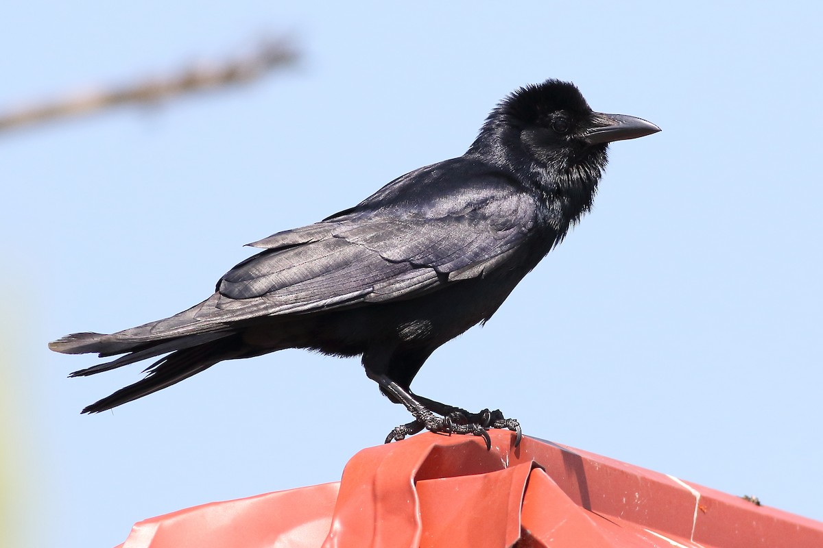 Tamaulipas Crow - Mark L. Hoffman