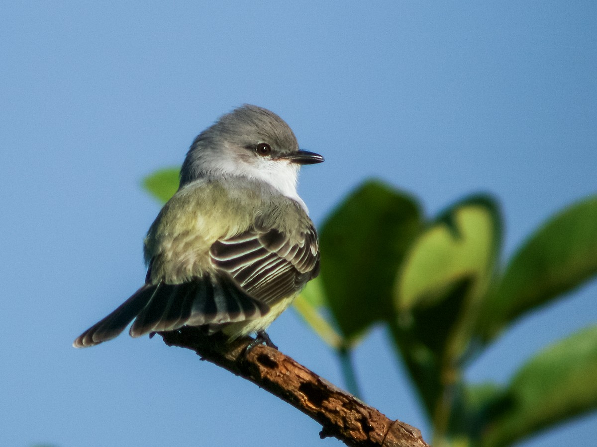 Chapada Flycatcher - ML167787071