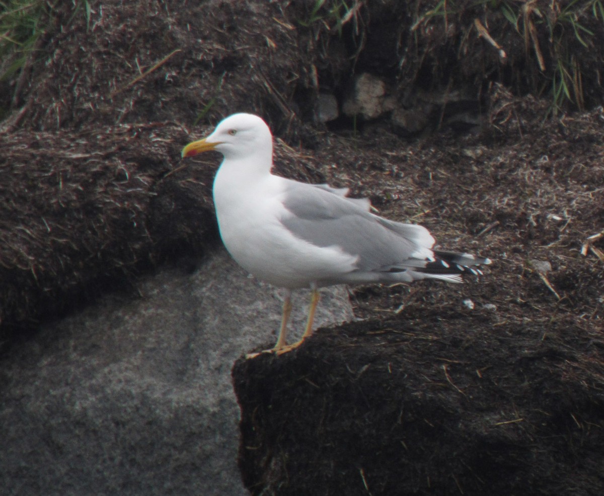 Herring Gull - ML167787241