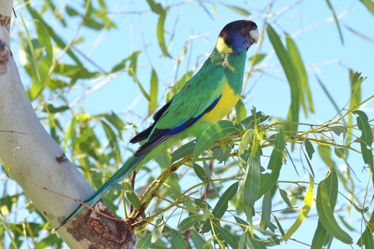 Perico de Port Lincoln - ML167788461