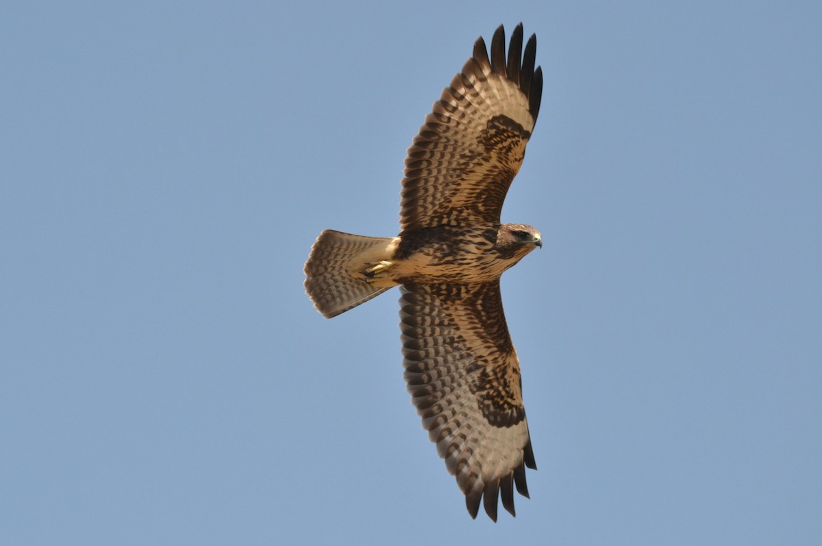 Common Buzzard - Paulo  Roncon