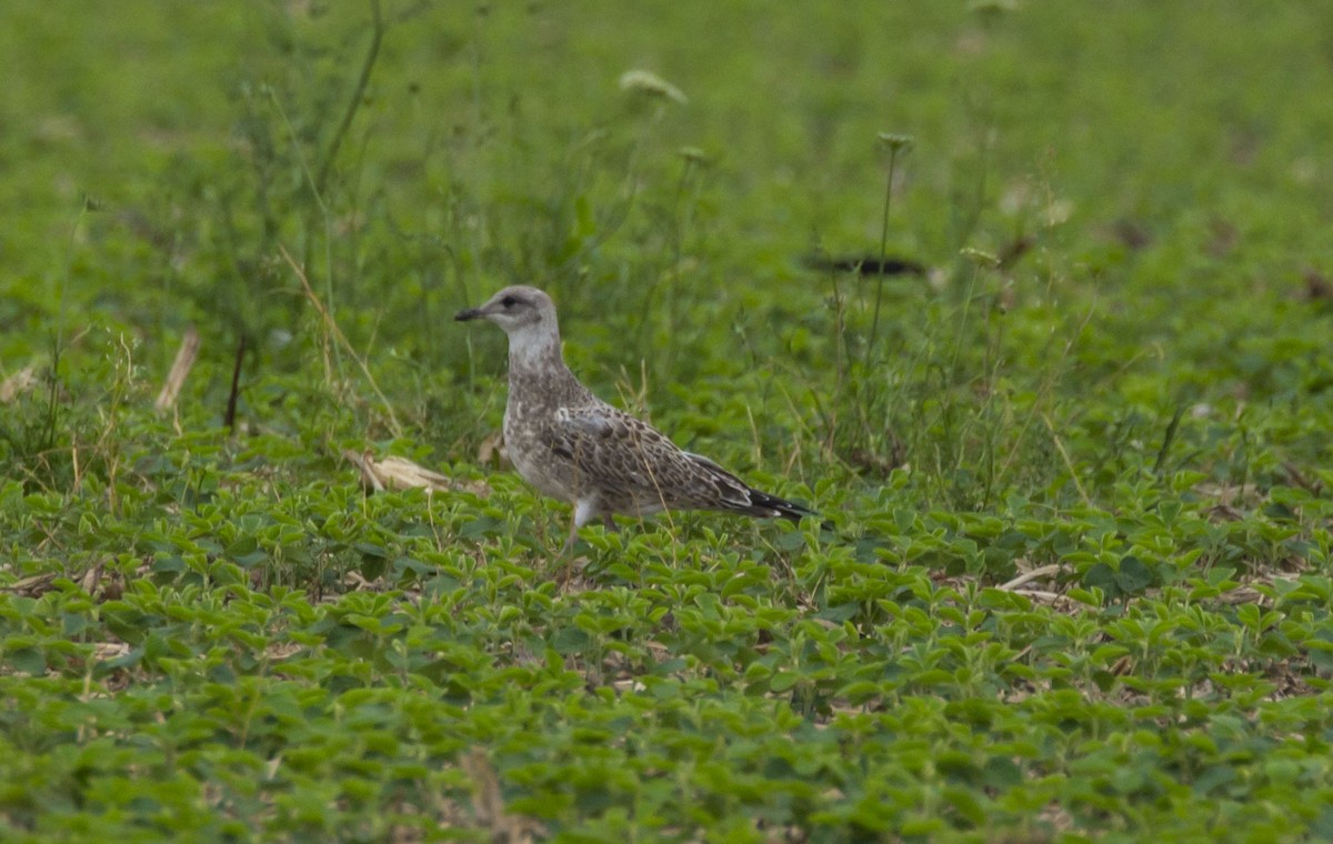 Ring-billed Gull - ML167789201