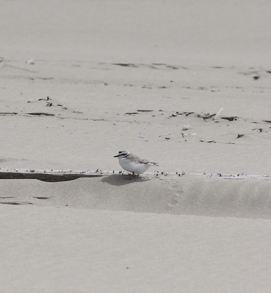 Snowy Plover - Richard and Margaret Alcorn