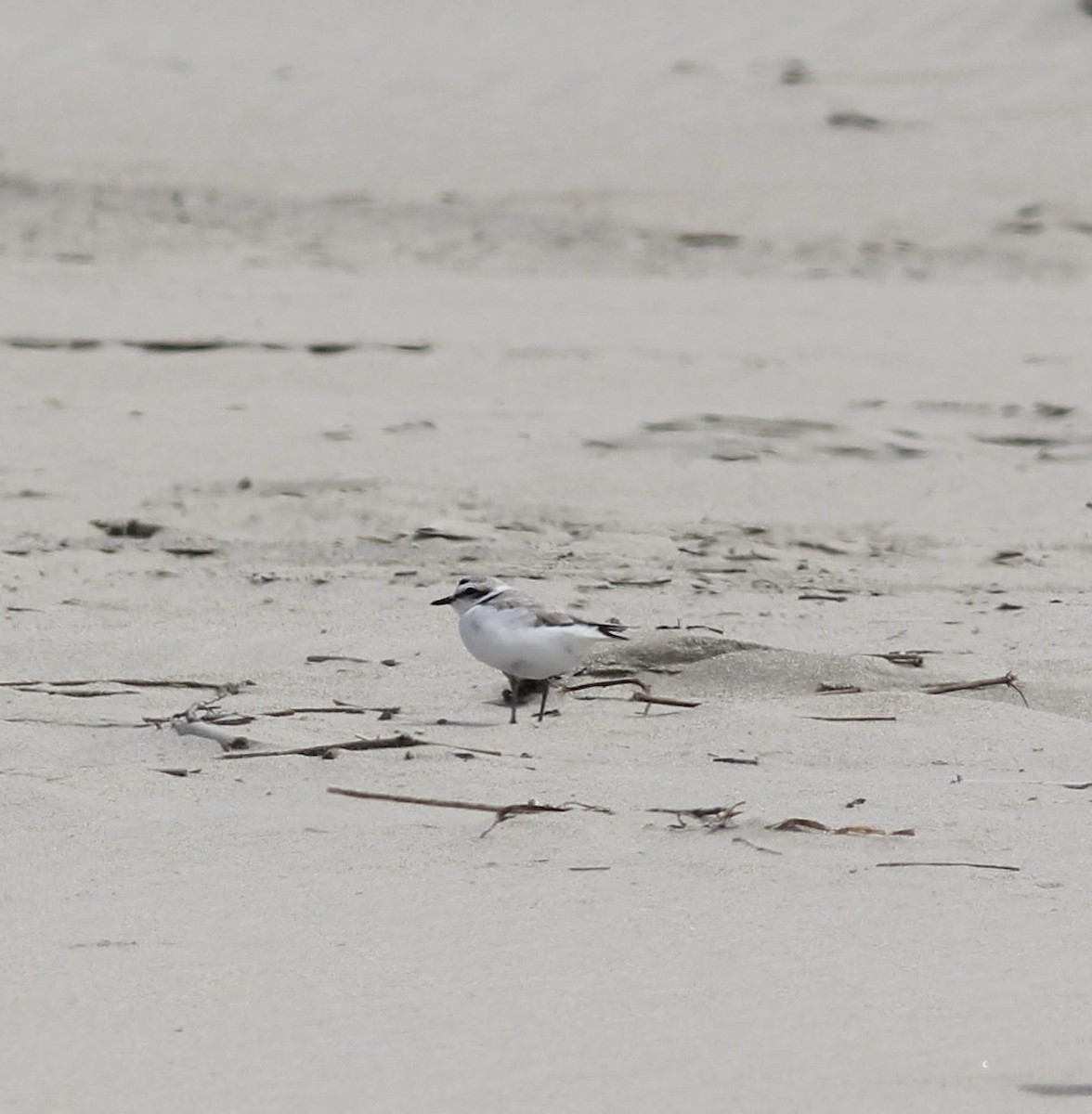 Snowy Plover - Richard and Margaret Alcorn