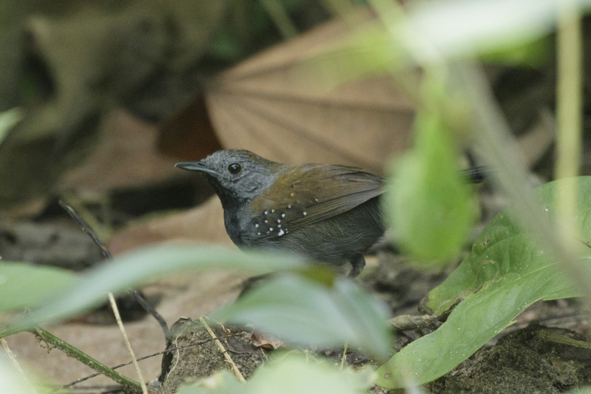 Black-throated Antbird - Silvia Faustino Linhares