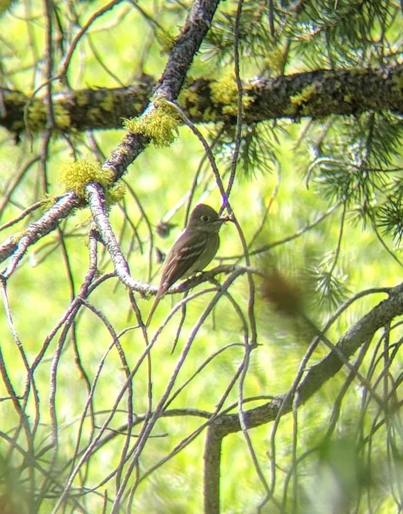 Western Flycatcher (Cordilleran) - kelby gardiner