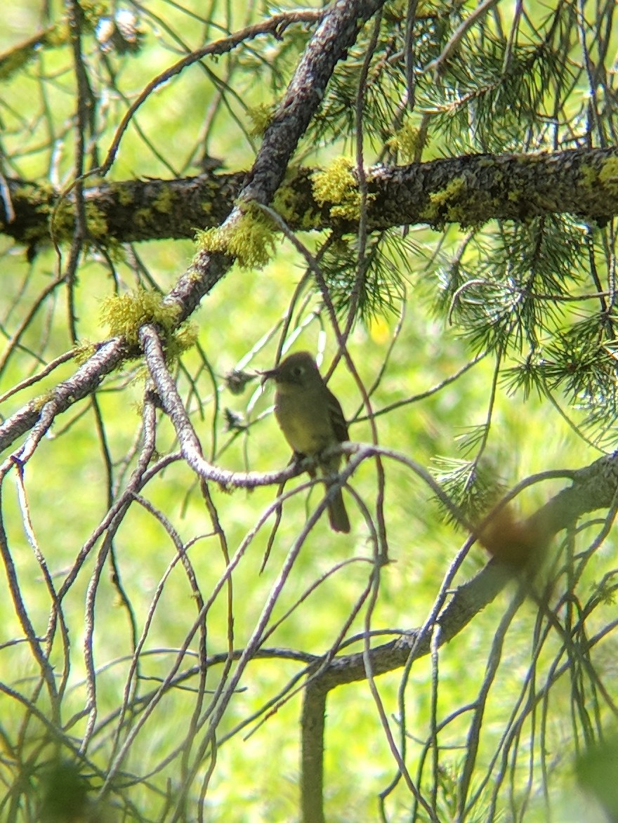 Western Flycatcher (Cordilleran) - ML167792571