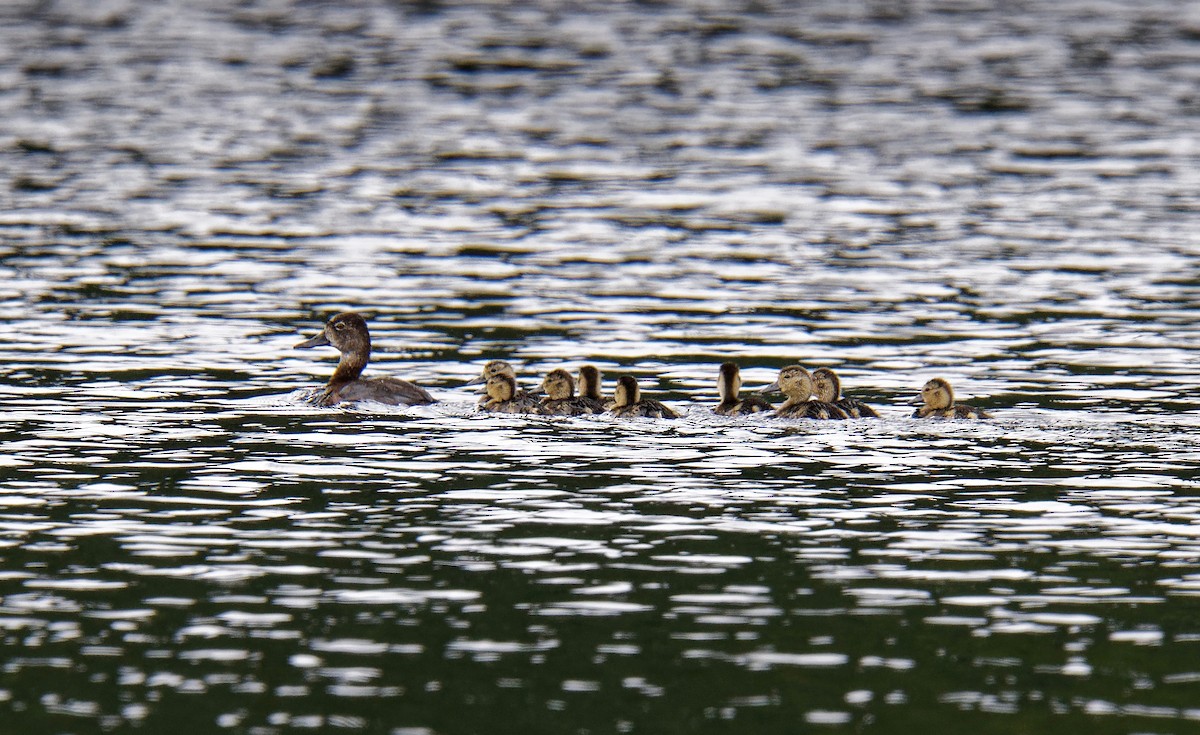 Ring-necked Duck - ML167792871