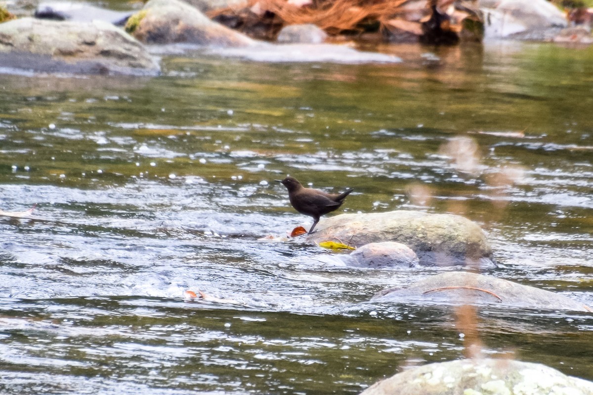 Brown Dipper - ML167792891